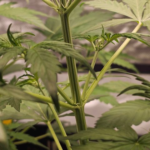 Royal Critical Automatic growlog timeline photo