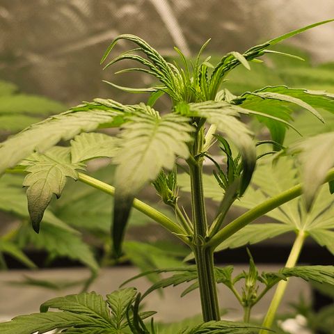 Royal Critical Automatic growlog timeline photo