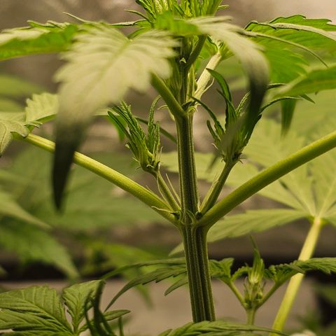 Royal Critical Automatic growlog timeline photo