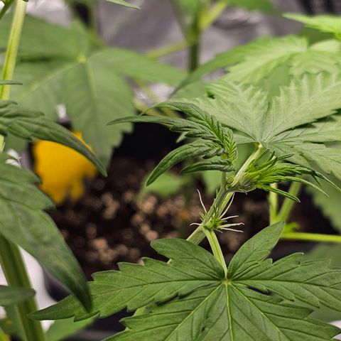 Royal Critical Automatic growlog timeline photo