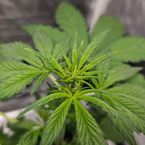 Purplematic CBD Automatic growlog timeline photo