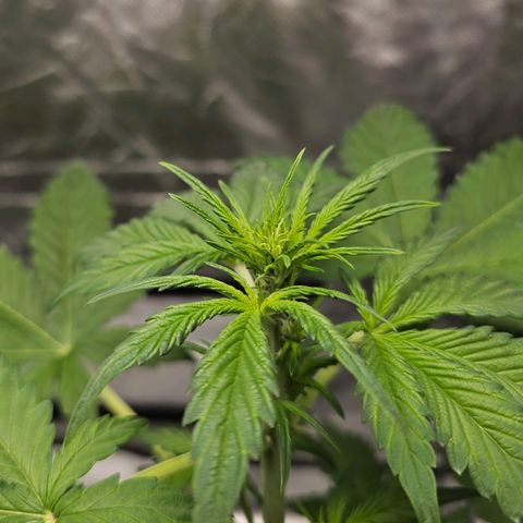 Purplematic CBD Automatic growlog timeline photo