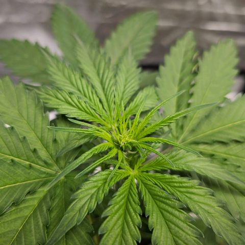 Triple G Automatic growlog timeline photo