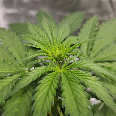 Triple G Automatic growlog timeline photo