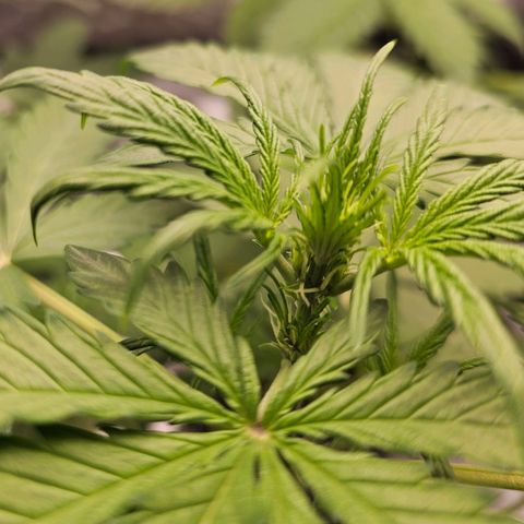 Royal Critical Automatic growlog timeline photo