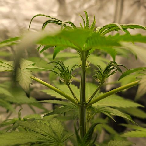 Royal Critical Automatic growlog timeline photo