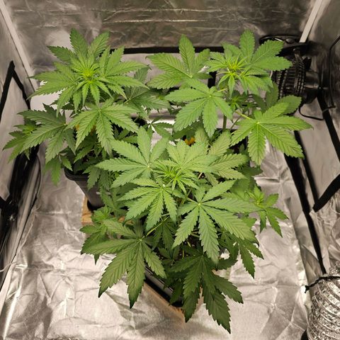 Purplematic CBD Automatic growlog photo: hinten rechts
