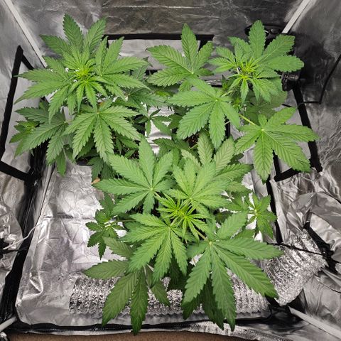 Purplematic CBD Automatic growlog photo: hinten rechts