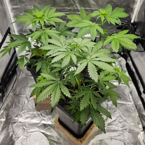 Triple G Automatic growlog photo: hinten links