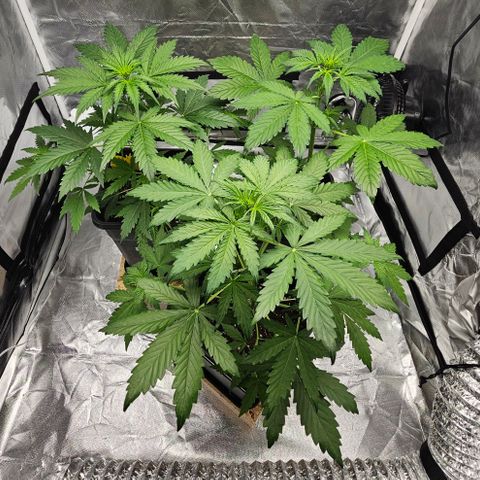Triple G Automatic growlog photo: hinten links