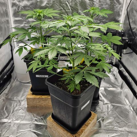 Royal Critical Automatic growlog photo: Mitte vorne