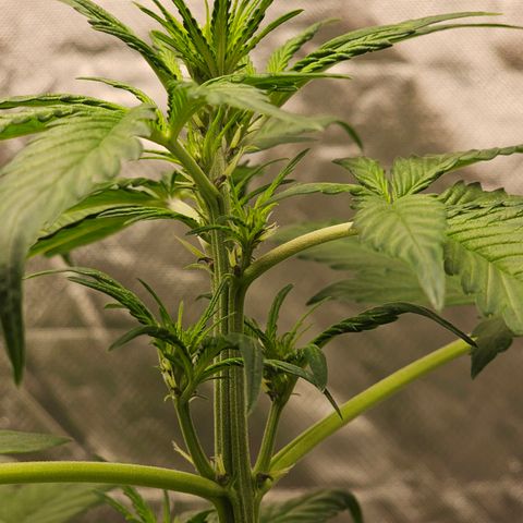 Purplematic CBD Automatic growlog timeline photo