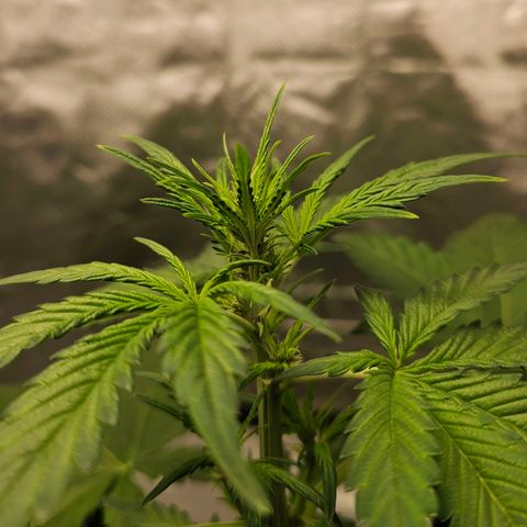 Purplematic CBD Automatic growlog timeline photo