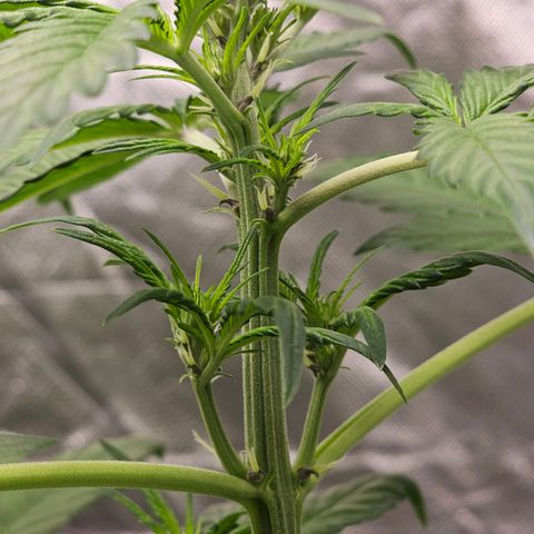 Purplematic CBD Automatic growlog timeline photo