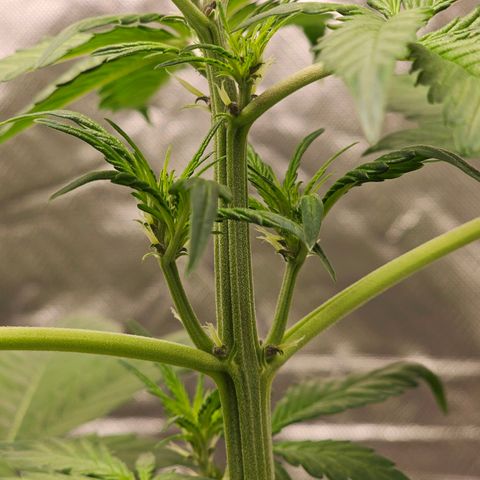 Purplematic CBD Automatic growlog timeline photo