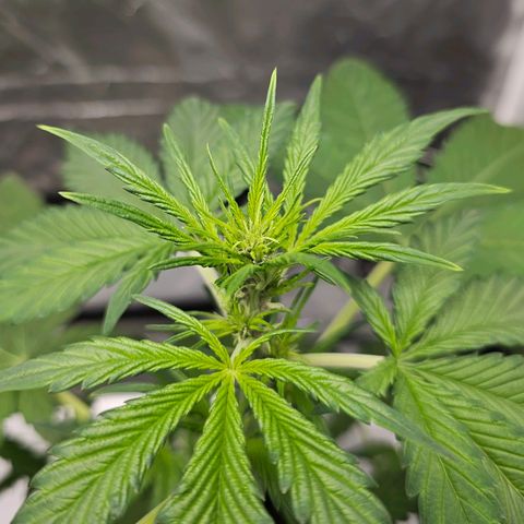 Purplematic CBD Automatic growlog timeline photo