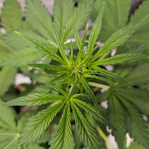 Purplematic CBD Automatic growlog timeline photo