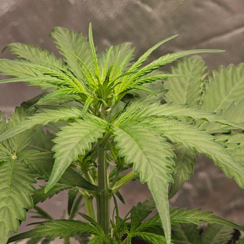 Triple G Automatic growlog timeline photo