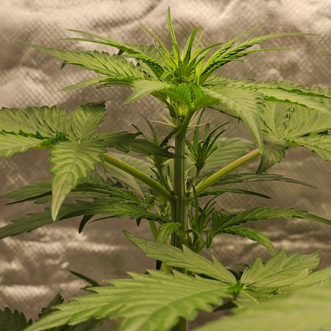 Triple G Automatic growlog timeline photo