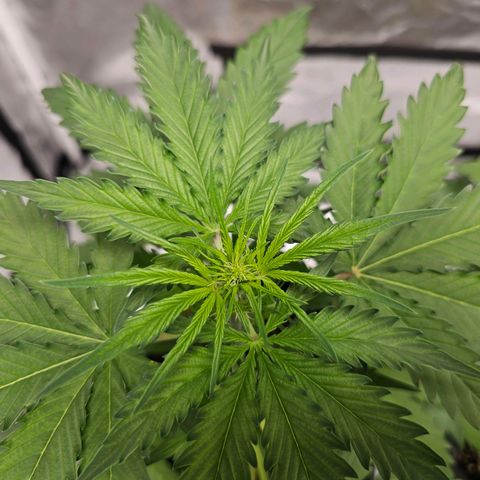 Triple G Automatic growlog timeline photo