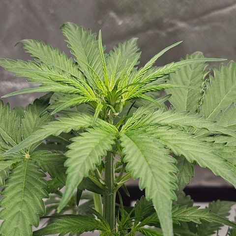 Triple G Automatic growlog timeline photo