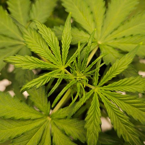Royal Critical Automatic growlog timeline photo
