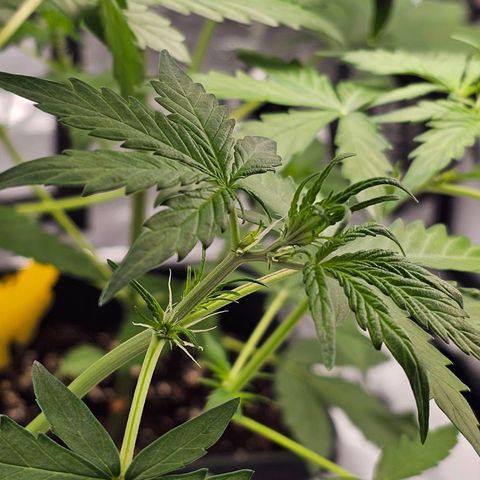 Royal Critical Automatic growlog timeline photo
