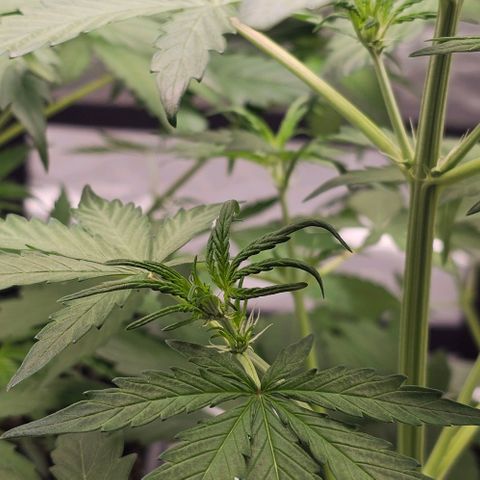 Royal Critical Automatic growlog timeline photo