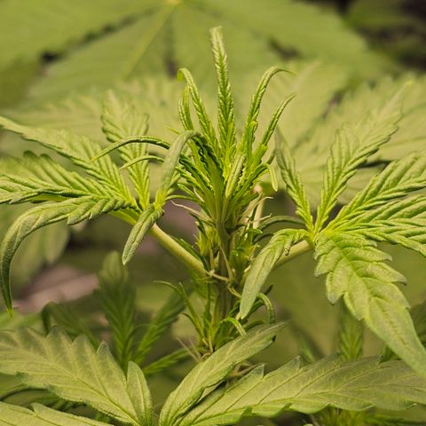 Royal Critical Automatic growlog timeline photo