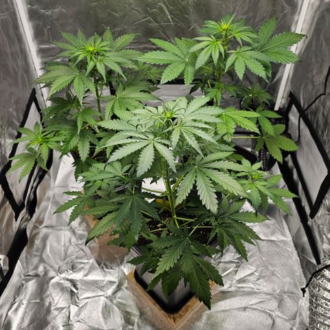 Purplematic CBD Automatic growlog photo: hinten rechts