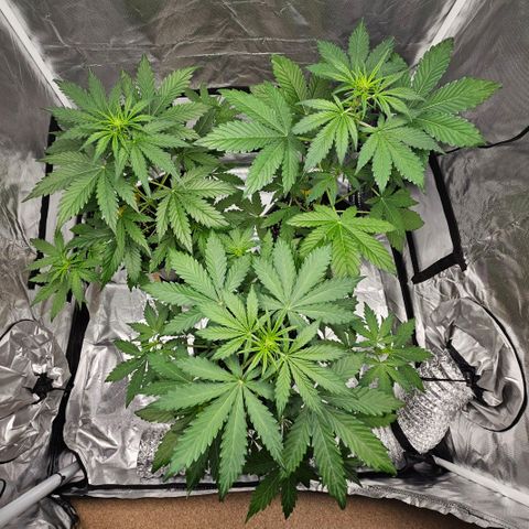 Purplematic CBD Automatic growlog photo: hinten rechts
