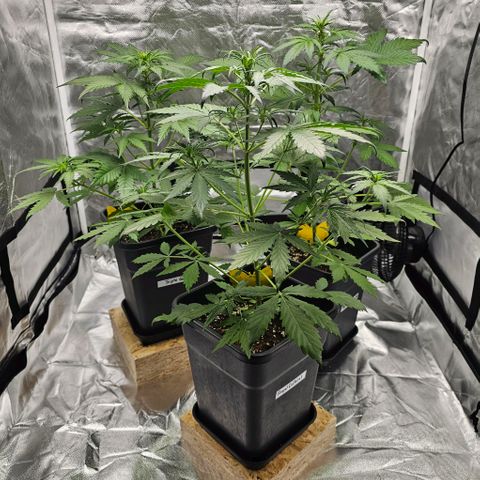Triple G Automatic growlog photo: hinten links