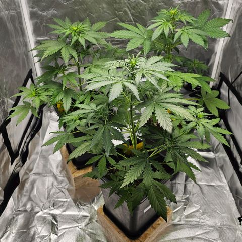 Royal Critical Automatic growlog photo: Mitte vorne