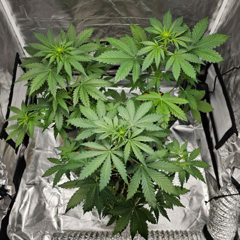 Royal Critical Automatic growlog photo: Mitte vorne