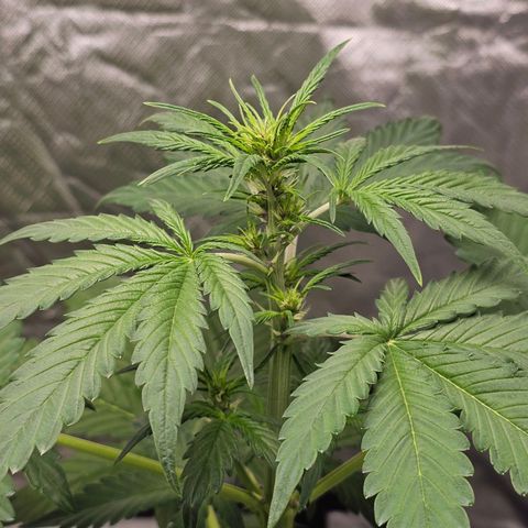 Purplematic CBD Automatic growlog timeline photo