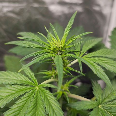 Purplematic CBD Automatic growlog timeline photo