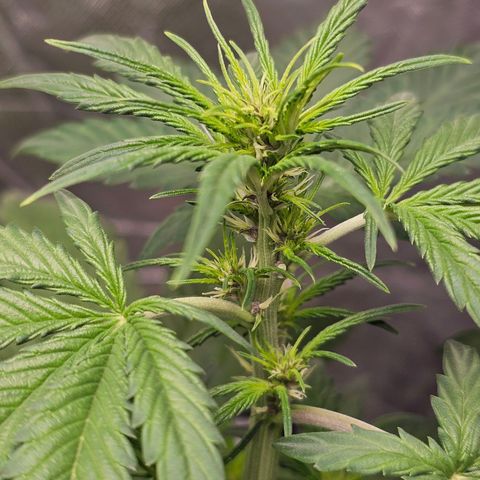 Purplematic CBD Automatic growlog timeline photo