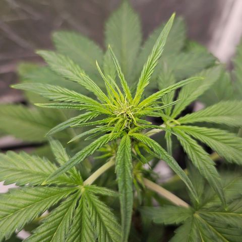 Purplematic CBD Automatic growlog timeline photo