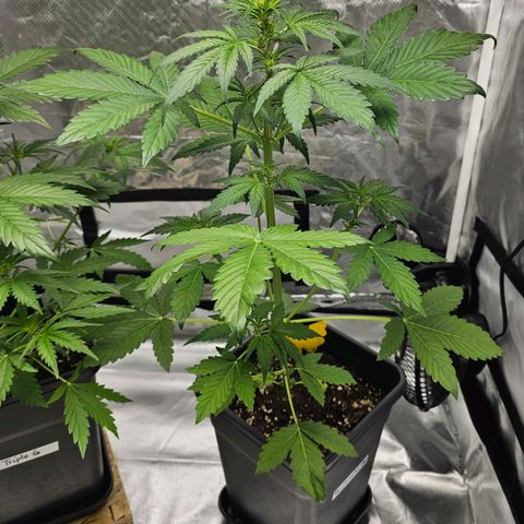 Purplematic CBD Automatic growlog timeline photo
