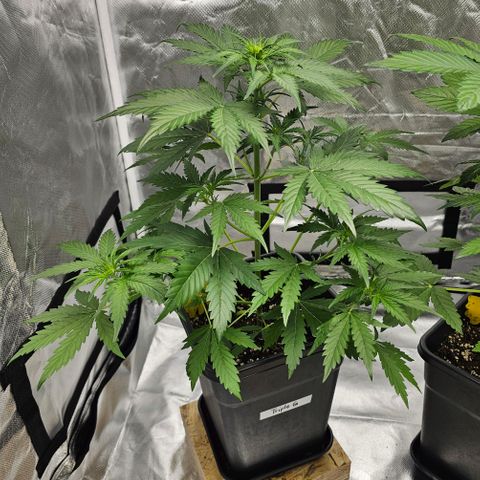 Triple G Automatic growlog timeline photo