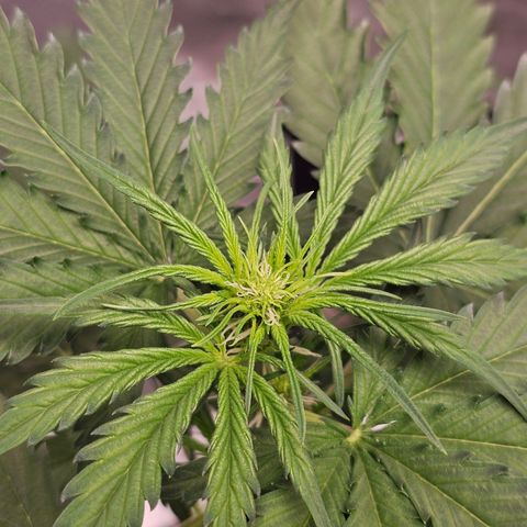 Triple G Automatic growlog timeline photo