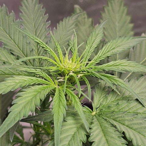 Triple G Automatic growlog timeline photo