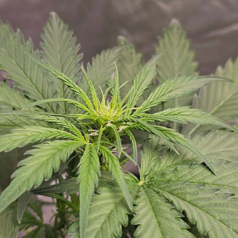 Triple G Automatic growlog timeline photo