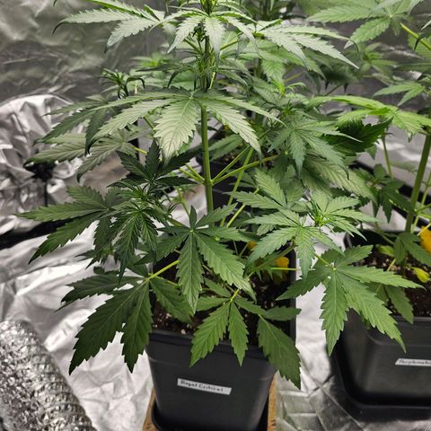 Royal Critical Automatic growlog timeline photo