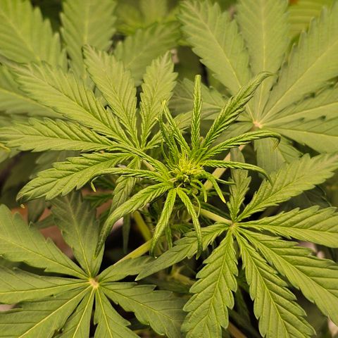 Royal Critical Automatic growlog timeline photo