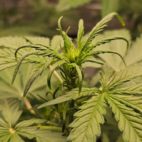 Royal Critical Automatic growlog timeline photo