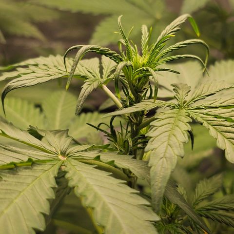 Royal Critical Automatic growlog timeline photo