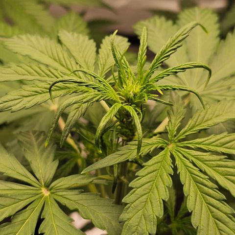 Royal Critical Automatic growlog timeline photo