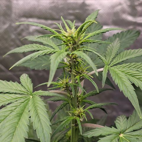Purplematic CBD Automatic growlog timeline photo