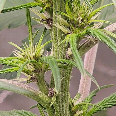 Purplematic CBD Automatic growlog timeline photo